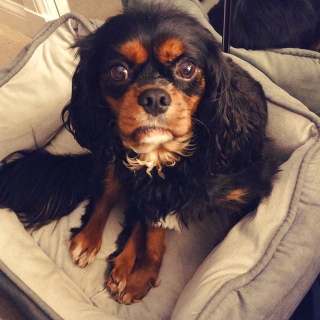 Hates the fireworks 😕#vader #willnotleavemyside #terrified #sadnewyear #needsahaircut #doglife